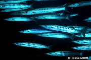 Sphyraena qenie Baracouda a nageoires noires-Moga Channel Balise-21m-20180529-Denis-ADER-DSC_1631_tn